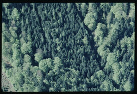 Raum Maurach am Achensee, Wald