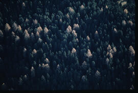 Raum Pitztal, Wald