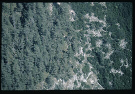 Raum Ebnerjoch. Wald, Kiefern