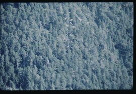 Raum Ebnerjoch, Wald, Kiefern