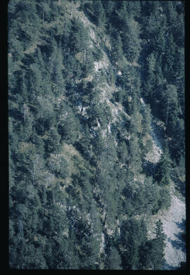Raum Ebnerjoch, Wald, Kiefern