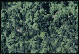 Raum Wiesing, Wald