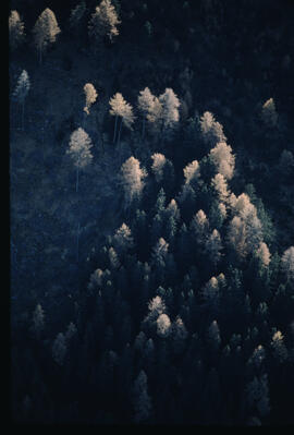 Raum Pitztal, Wald