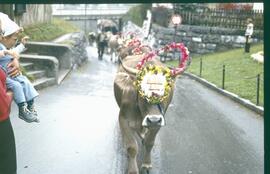 Almabtrieb 1981 31