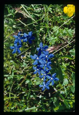 Blumen
