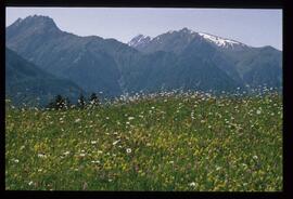 Landschaft im Sommer