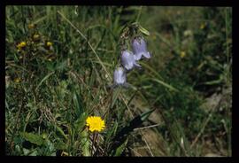 Alpenblumen