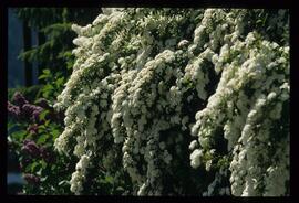 Blumenschmuck
