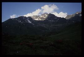 Landschaft im Sommer