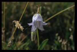 Alpenblumen