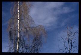 Bäume im Herbst