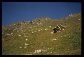 Landschaft im Sommer