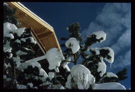 Zweige mit Schnee und Raureif