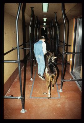 Gaisbock in U-Bahn