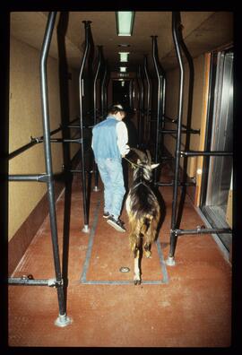 Gaisbock in U-Bahn