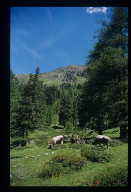 Landschaft, Wandern