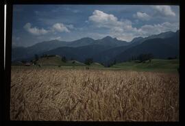 Sommer