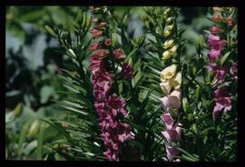 Gartenblumen