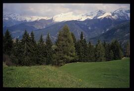 Landschaft im Sommer