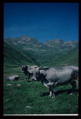 Landschaft im Sommer