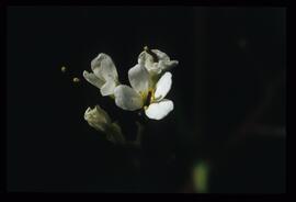 Wiesenblumen