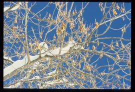 Zweige mit Schnee und Raureif