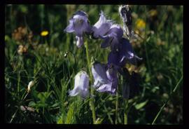 Alpenblumen