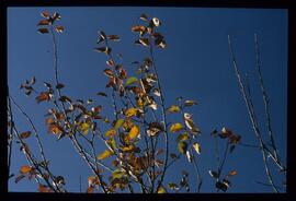 Bäume im Herbst