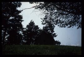 Landschaft im Sommer