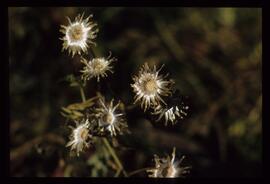 Wiesenblumen