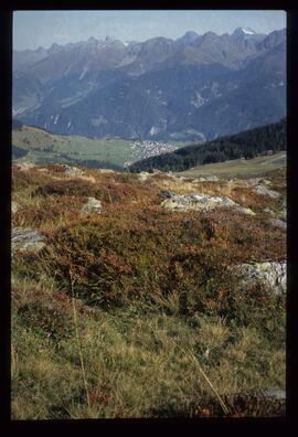 Landschaft im Sommer