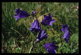 Alpenblumen