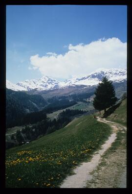 Landschaft im Sommer