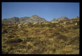 Landschaft im Sommer