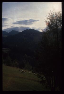 Landschaft im Sommer