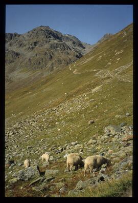 Landschaft im Sommer