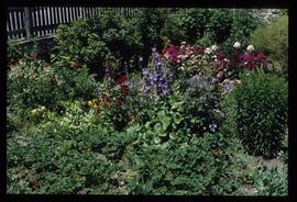 Gartenblumen