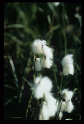 Blumen und Gräser