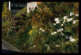 Gartenblumen