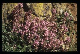 Blumen