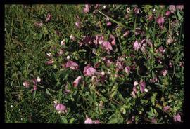 Alpenblumen