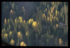 Bäume im Herbst