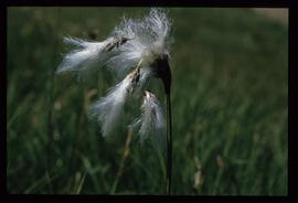 Wiesenblumen