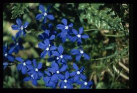 Blumen