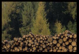 Holzstapel