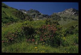 Alpenblumen