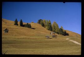 Bäume im Herbst