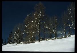 Zweige mit Schnee und Raureif