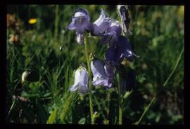 Alpenblumen