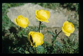 Blumen